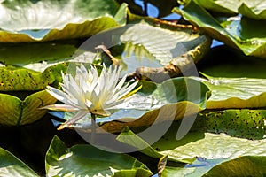 American White Waterlily in Marsh Area