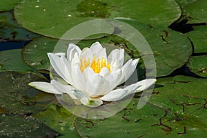 American White Waterlily - Nymphaea odorata