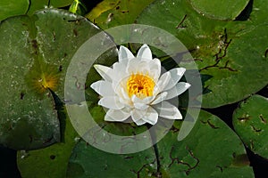 American White Waterlily - Nymphaea odorata