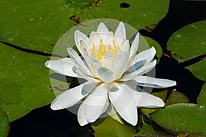 American White Waterlily - Nymphaea odorata