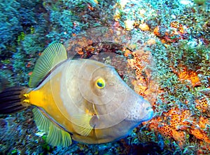 An American Whitespotted Filefish Checks Out a Diver photo