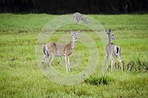 American Whitetail on alert