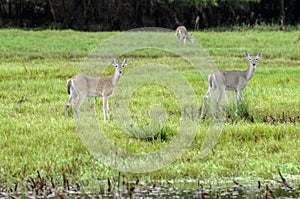 American Whitetail on alert