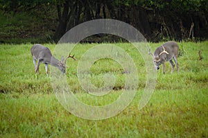 American Whitetail buck in the rain