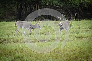 American Whitetail buck in the rain