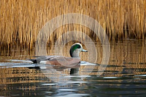 American Widgeon swimming in still water with golden fall colors background