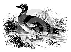 American Widgeon vintage illustration