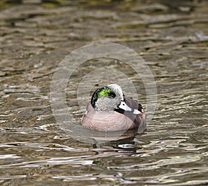 American Wigeon