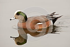 American Wigeon