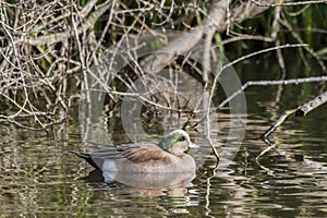 American Wigeon