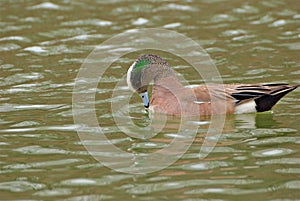 American Wigeon