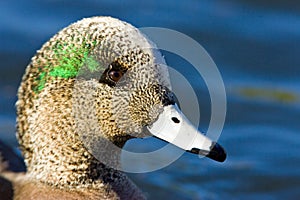 American Wigeon
