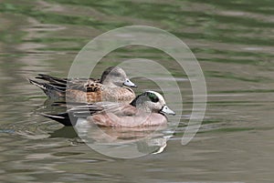 American Wigeon