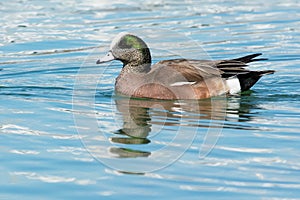 American Wigeon - Anas americana