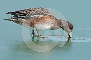 American Wigeon - Anas americana