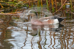 American Wigeon or Baldpate