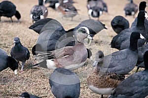 An American Wigeon in a crowd