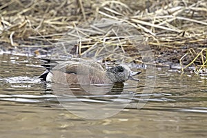 American Wigeon Drake