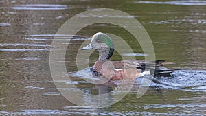 American Wigeon Drake Swimming at a lake