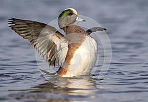 American Wigeon Duck flapping her wings