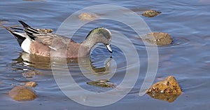 American wigeon duck at Medi Park, Amarillo Texas