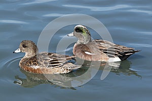 American Wigeon Duck Pair