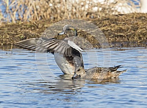 American Wigeon Ducks in Spring