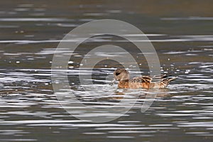 American Wigeon Ducks in Spring