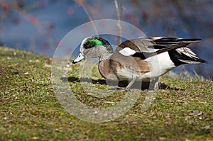 American Wigeon Feasting on the First Grass of Spring