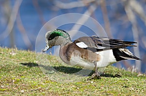 American Wigeon Feasting on the First Grass of Spring