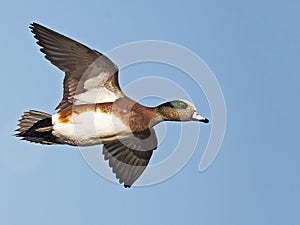 American Wigeon flying