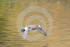 American Wigeon flying over wetland pond