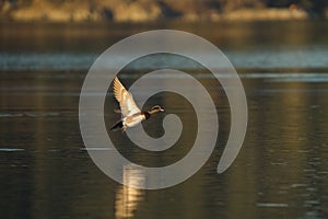 American wigeon flying at seaside