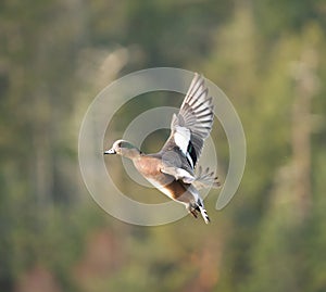 American wigeon flying at seaside