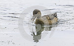 American Wigeon Hen Eating Lake Grass