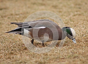 American Wigeon male