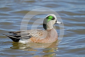 American Wigeon
