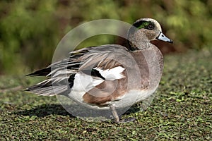 American Wigeon (Mareca americana) which is a common dabbling duck commonly known as baldpate