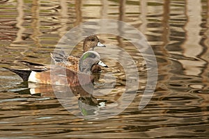 American Wigeon Pair