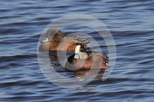 American Wigeon Pair on the Choptank River photo