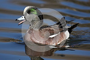 American Wigeon quacking