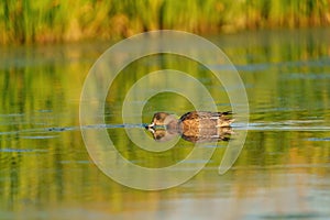 American Wigeon resting in pond
