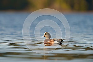 American Wigeon resting in pond