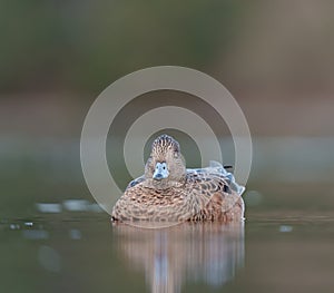 American Wigeon resting at seaside