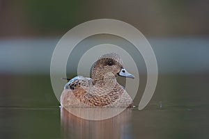 American Wigeon resting at seaside