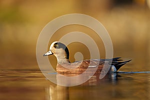 American Wigeon resting at seaside