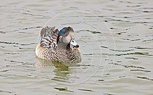 American Wigeon widgeon Duck