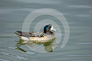 American Wigeon widgeon Duck