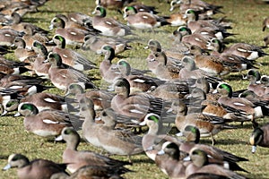 American Wigeons on Grass