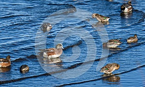 American Wigeons and Green-Winged Teals swimming in McAllister Creek, Nisqually National Wildlife Refuge, Washington State